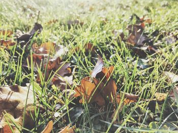 Close-up of grass on field