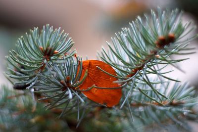 Close-up of snow on leaf