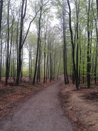 Dirt road passing through forest