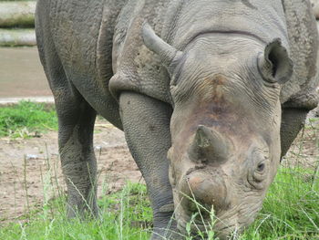 Close-up of elephant