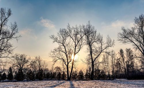 Bare trees on field against sky during winter