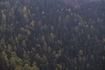 High angle view of pine trees in forest