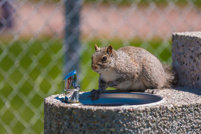 Close-up of squirrel eating food