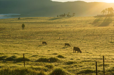 Grazing cows on sunlit pastures in the morning. agriculture scene