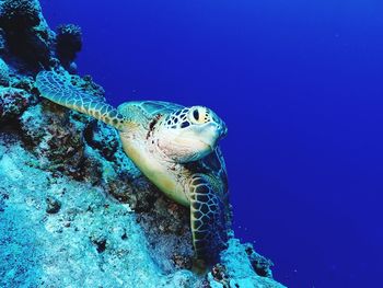 Close-up of turtle in sea