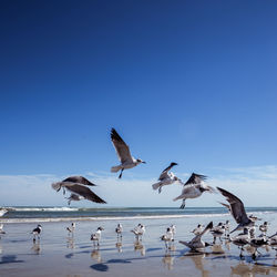 Seagulls flying over sea against clear blue sky