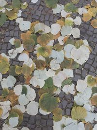 High angle view of leaves on water