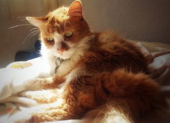 Close-up of a cat looking away