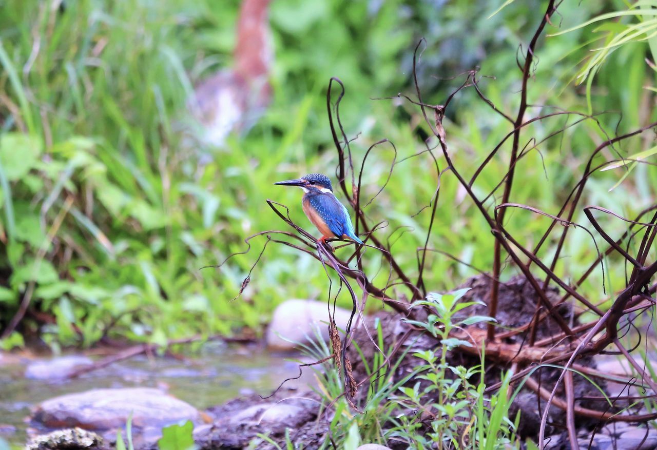 SMALL BIRD PERCHING ON PLANT