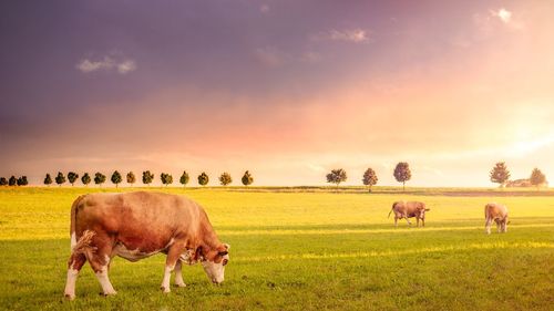 Scenic view of grassy field against cloudy sky