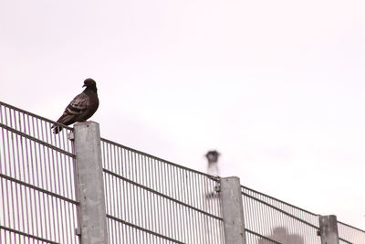 Low angle view of bird perching on fence