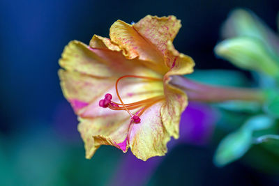 Close-up of day lily blooming outdoors