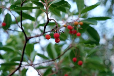 Close-up of red berries growing on tree