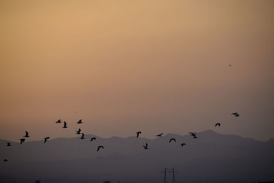 Low angle view of birds flying in sky