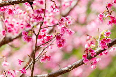 Low angle view of pink cherry blossoms blooming on tree branches