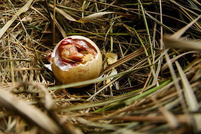 Close-up of wedding rings on field