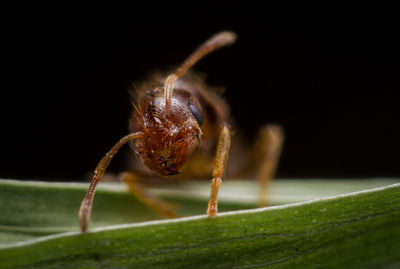 Close-up of insect on leaf