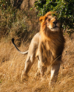 View of a lion