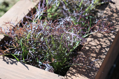 Close-up high angle view of plants