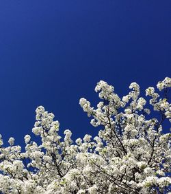 Low angle view of flowers against blue sky