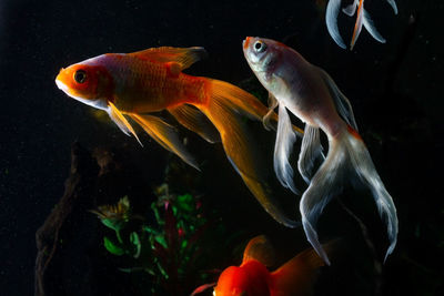 Goldfish on background.beautiful fish that are popular in homes for decoration.