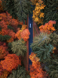 Aerial view of car driving on road through autumnal forest in austria