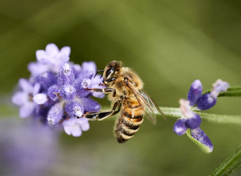 Close-up of bee on purple flower