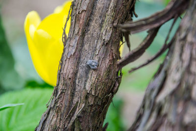 Close-up of fresh yellow tree trunk