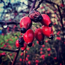 Close-up of cherries growing on tree