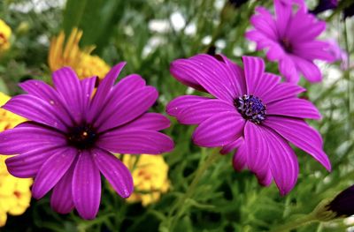 Close-up of pink flowers blooming in park