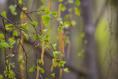 Close-up of plant