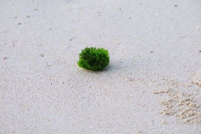 High angle view of green leaf on sand