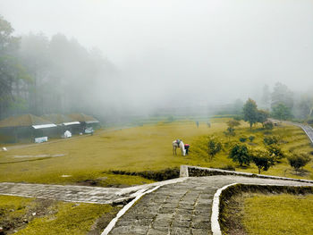 Road amidst trees against sky during foggy weather