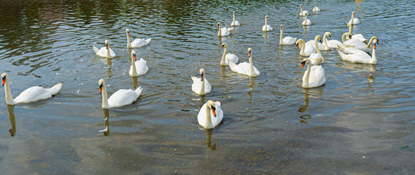 High angle view of birds in lake