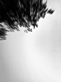 Close-up of tree against clear sky