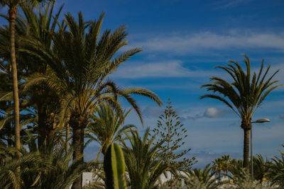 Low angle view of palm trees against blue sky