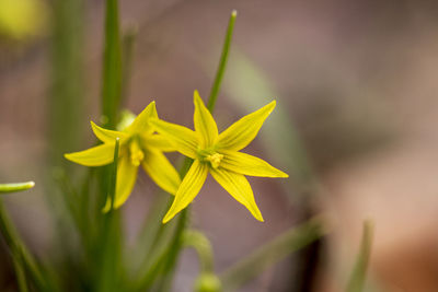 Close-up of yellow flowering plant