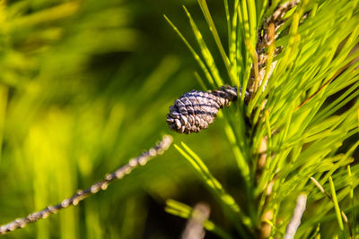 Close-up of butterfly on pine cones