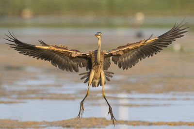 Bird flying over lake