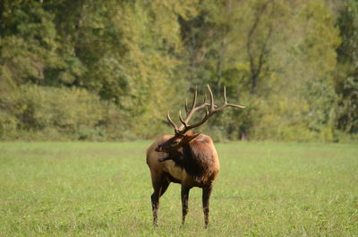 Deer in a forest