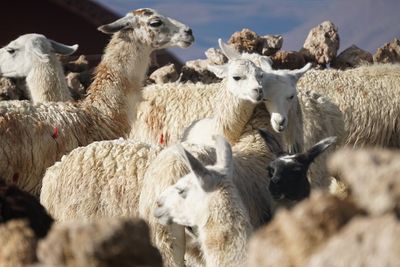 Flock of sheep in the farm