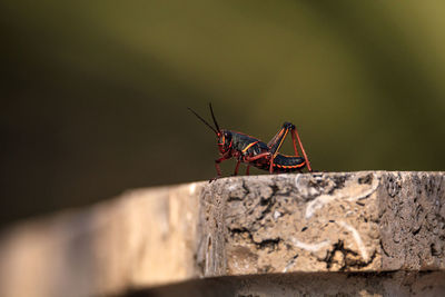 Juvenile brown and yellow eastern lubber grasshopper romalea microptera also called romalea guttata 