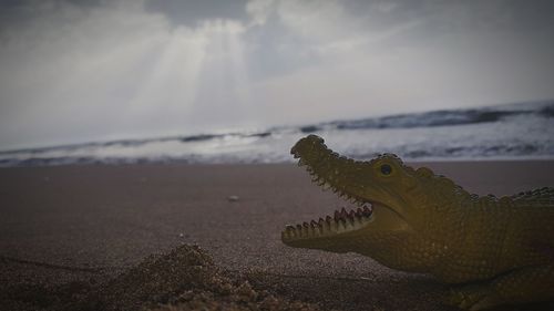 Close-up of lizard on beach against sky