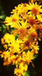 Close-up of yellow flower