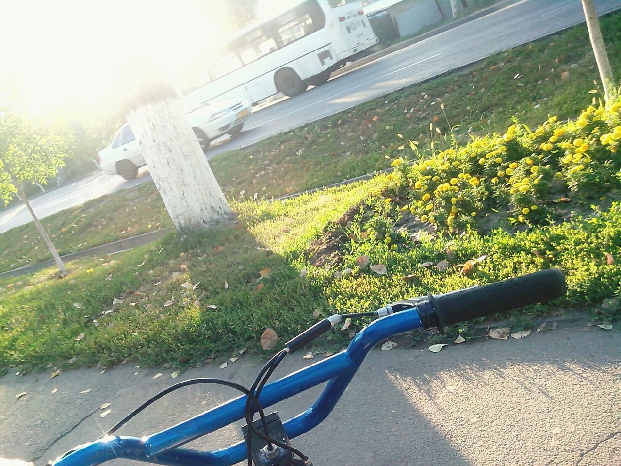 sunlight, transportation, mode of transport, grass, sunny, growth, plant, bicycle, shadow, land vehicle, absence, nature, tree, day, empty, outdoors, tranquility, no people, built structure, car