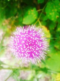 Close-up of pink flowers