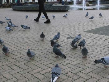 High angle view of pigeons on water