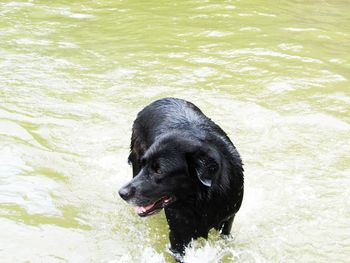 High angle view of dog in lake