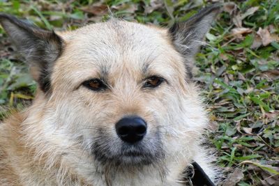 Close-up portrait of dog on field