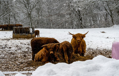 View of an animal on snow covered land